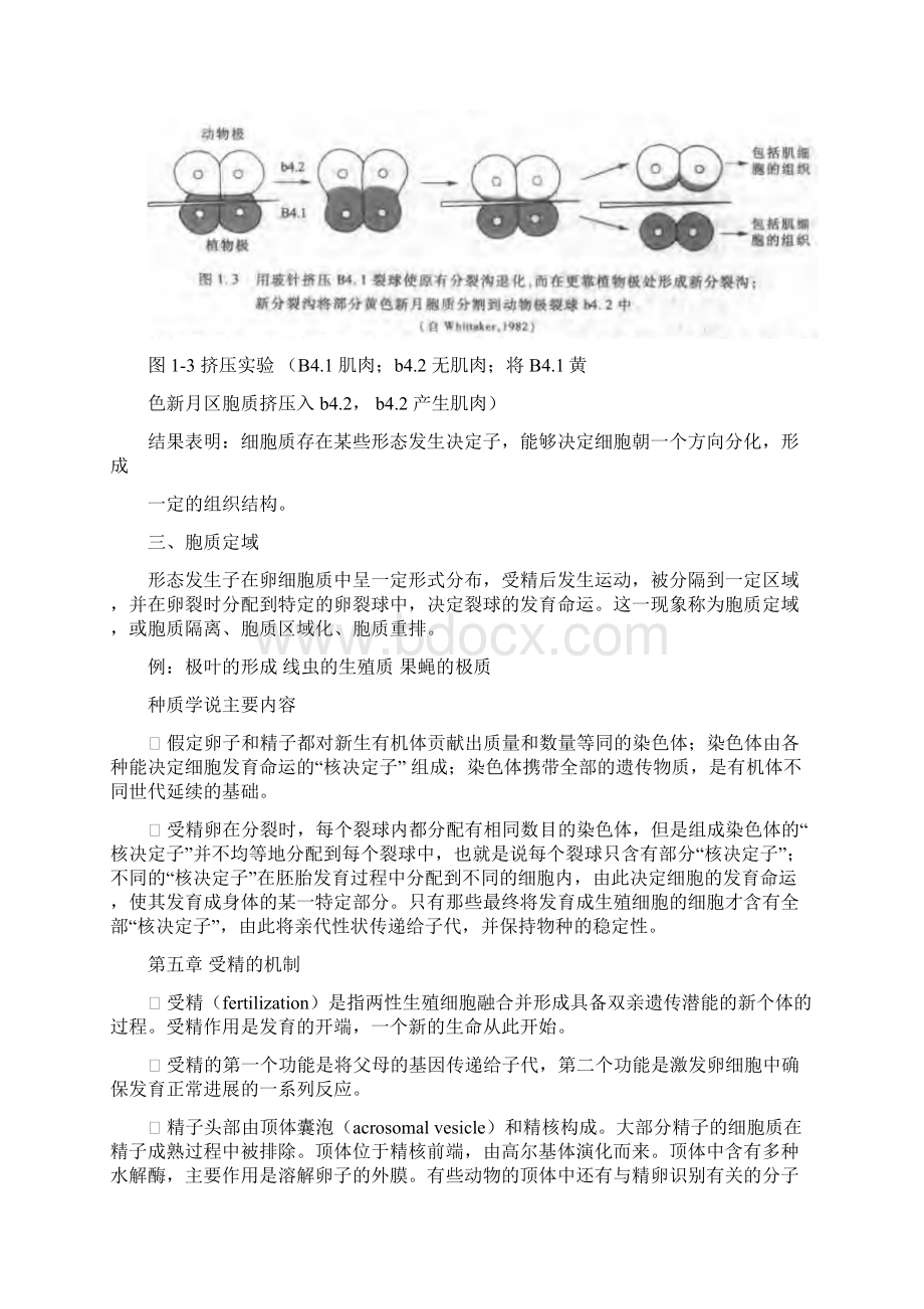 发育生物学提纲Word文档下载推荐.docx_第3页