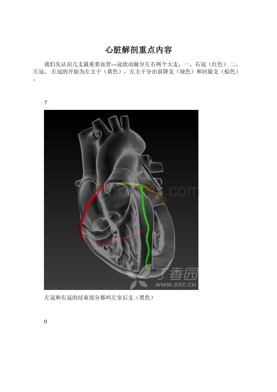 心脏解剖重点内容.docx_第1页