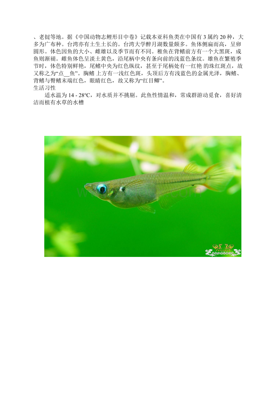 常见小型原生鱼河鱼资料整合Word文件下载.docx_第2页