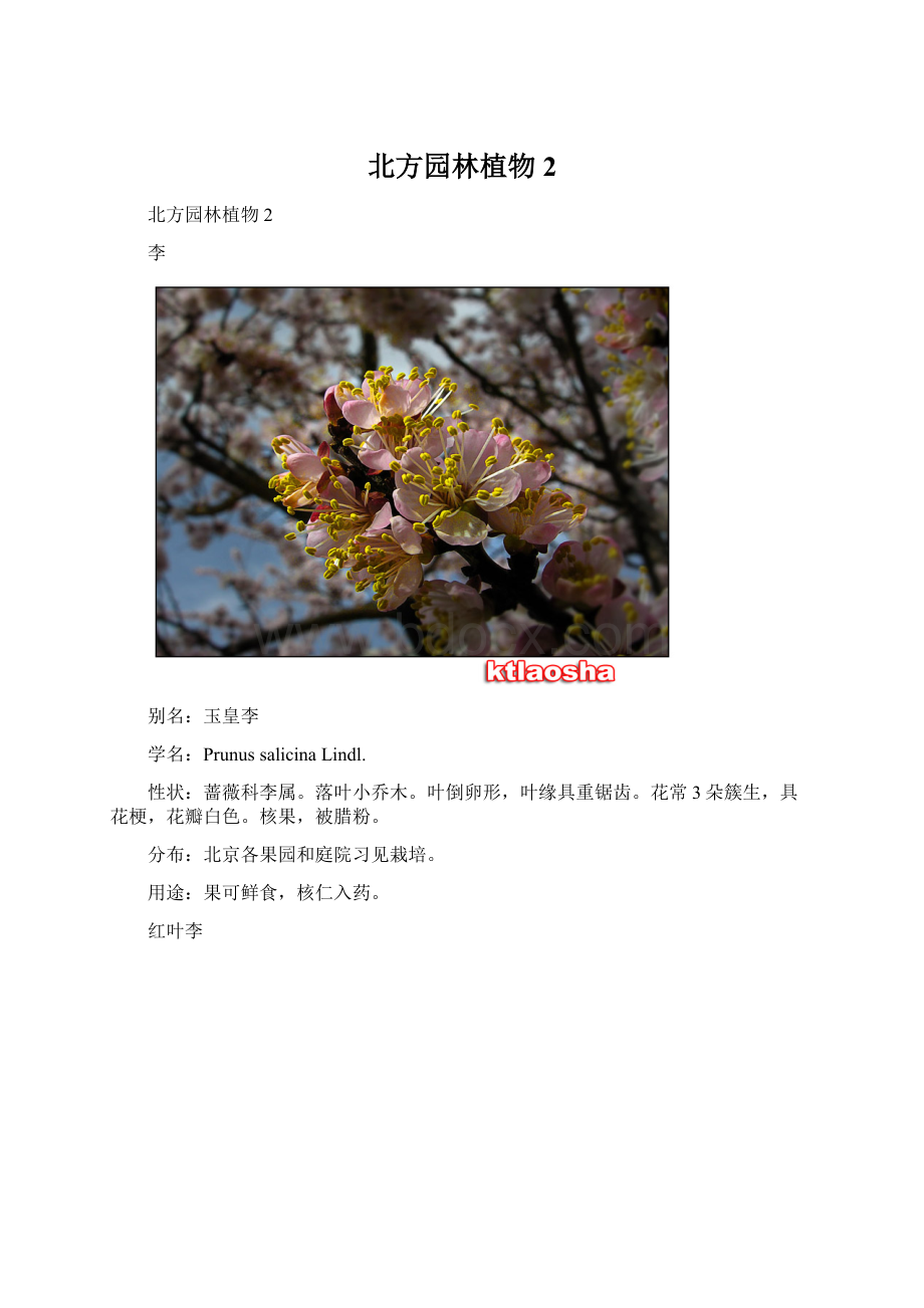 北方园林植物2Word格式.docx_第1页