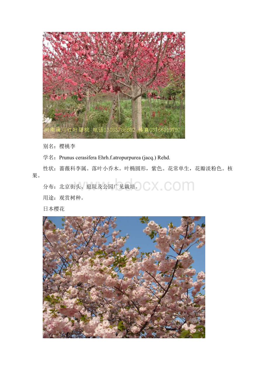 北方园林植物2Word格式.docx_第2页