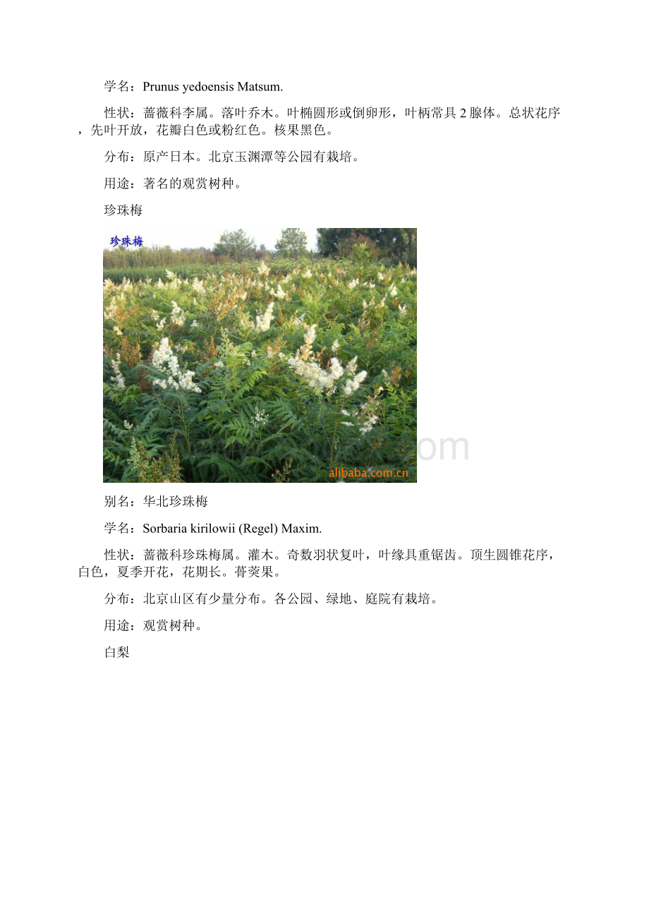 北方园林植物2Word格式.docx_第3页