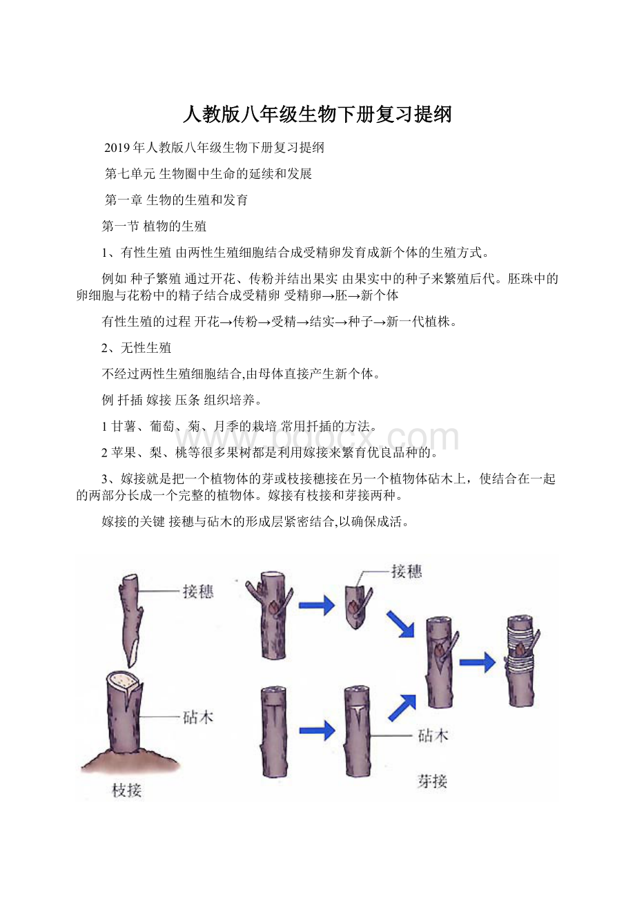 人教版八年级生物下册复习提纲Word格式文档下载.docx