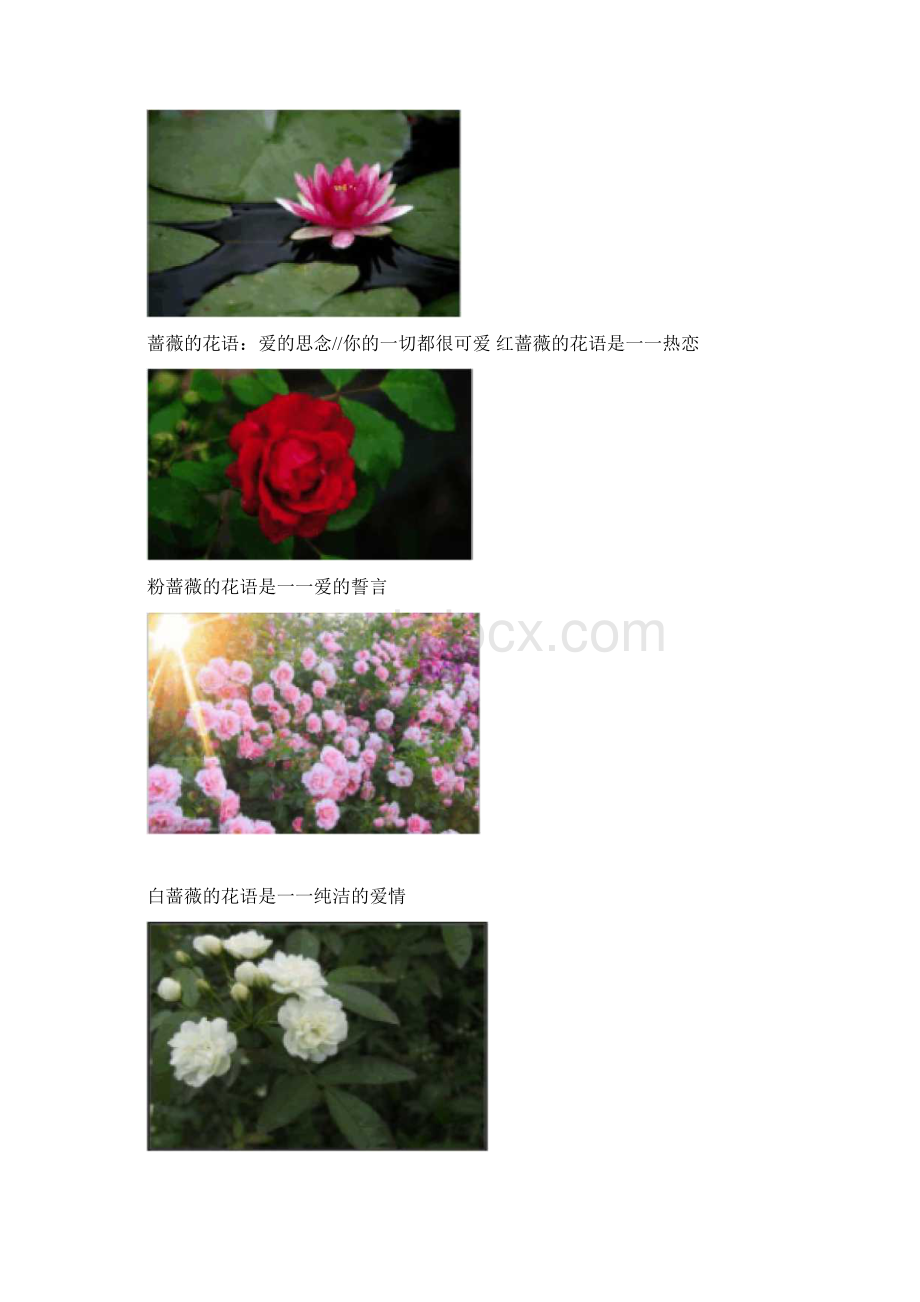 各类花的寓意及图片.docx_第3页