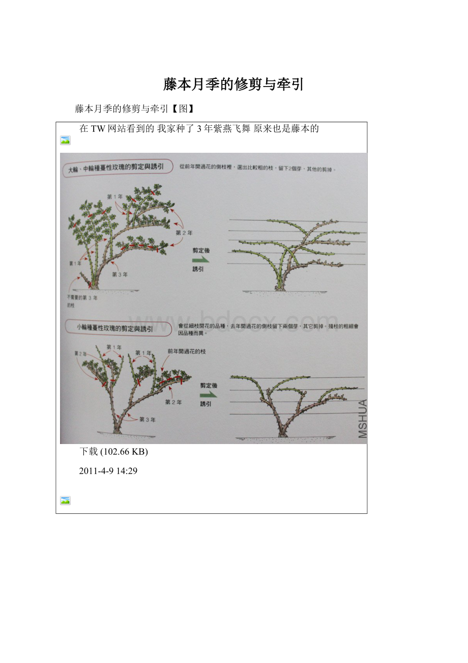 藤本月季的修剪与牵引.docx