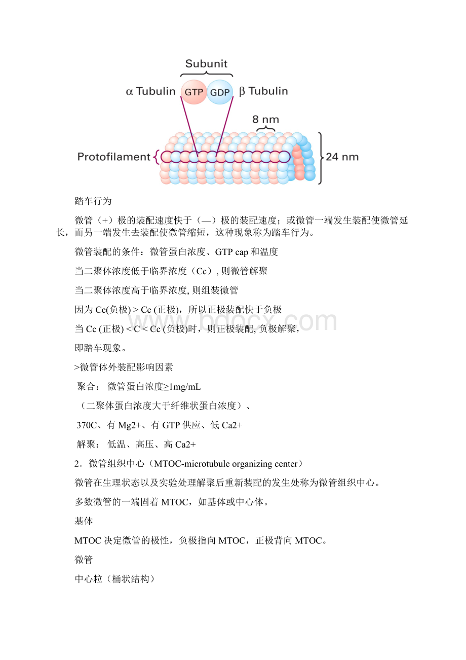 第九章细胞骨架知识点Word文件下载.docx_第2页