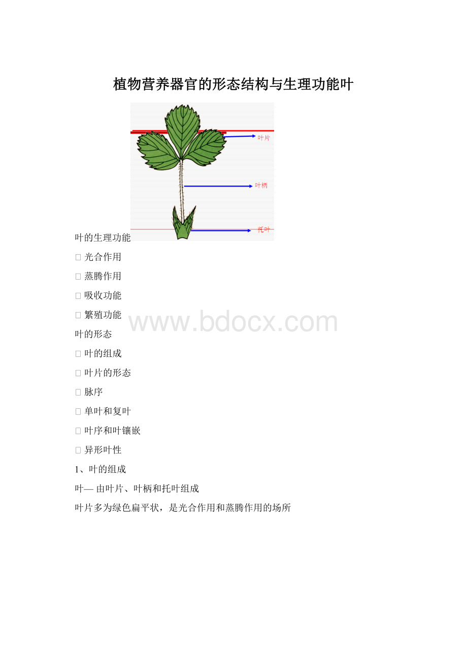 植物营养器官的形态结构与生理功能叶.docx_第1页