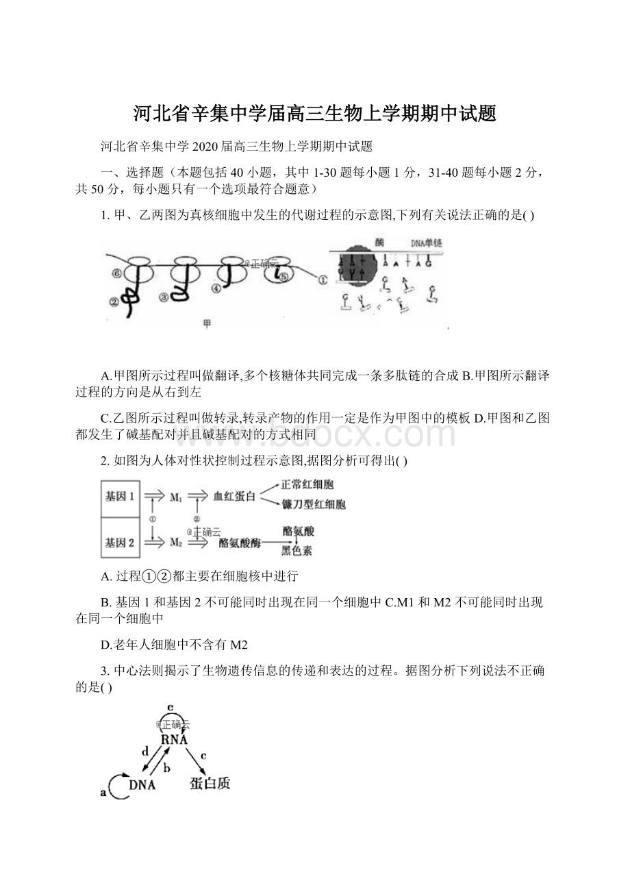 河北省辛集中学届高三生物上学期期中试题.docx