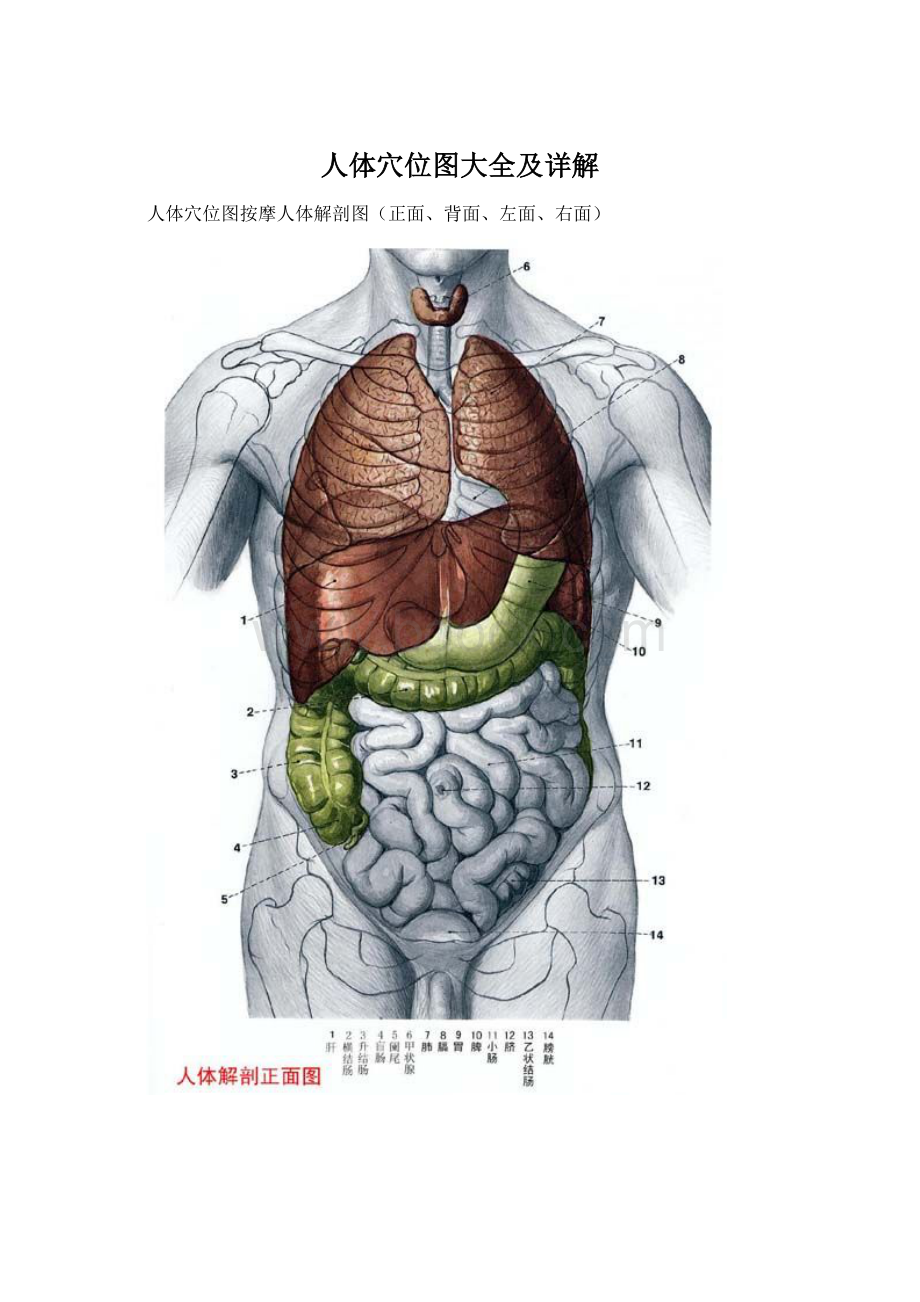 人体穴位图大全及详解文档格式.docx