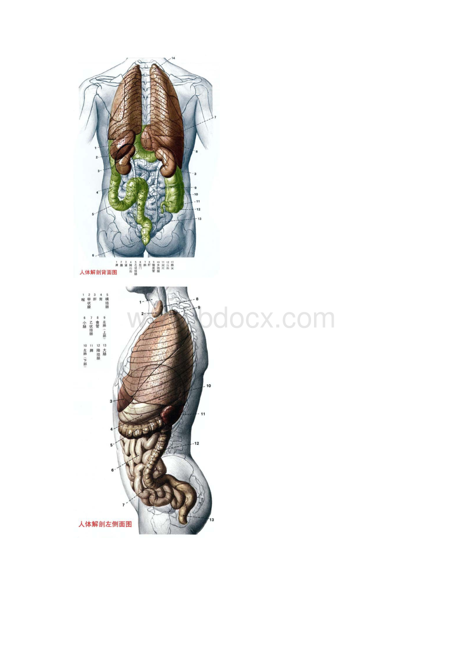 人体穴位图大全及详解.docx_第2页