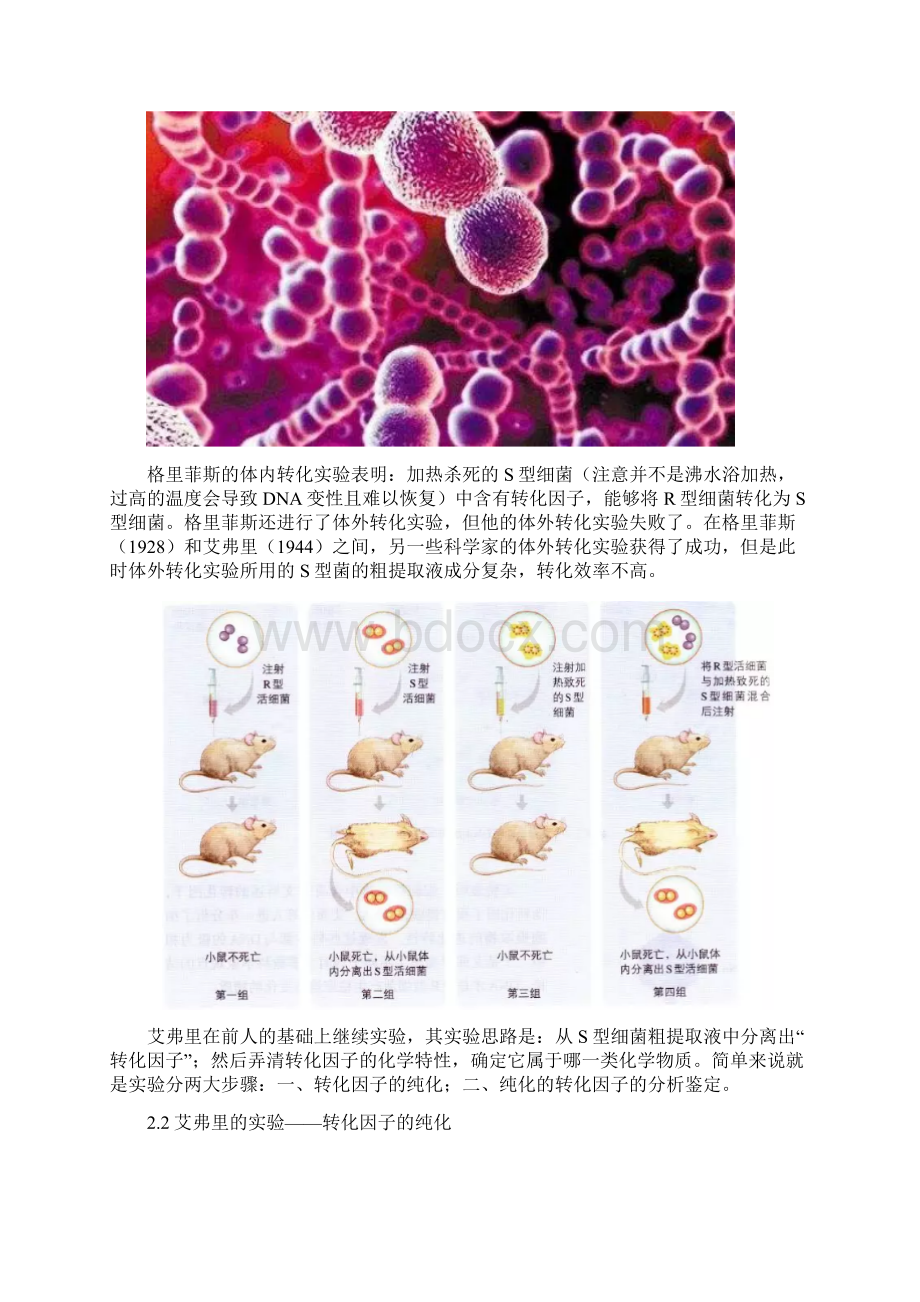 高中生物新教材DNA是主要的遗传物质解读.docx_第2页