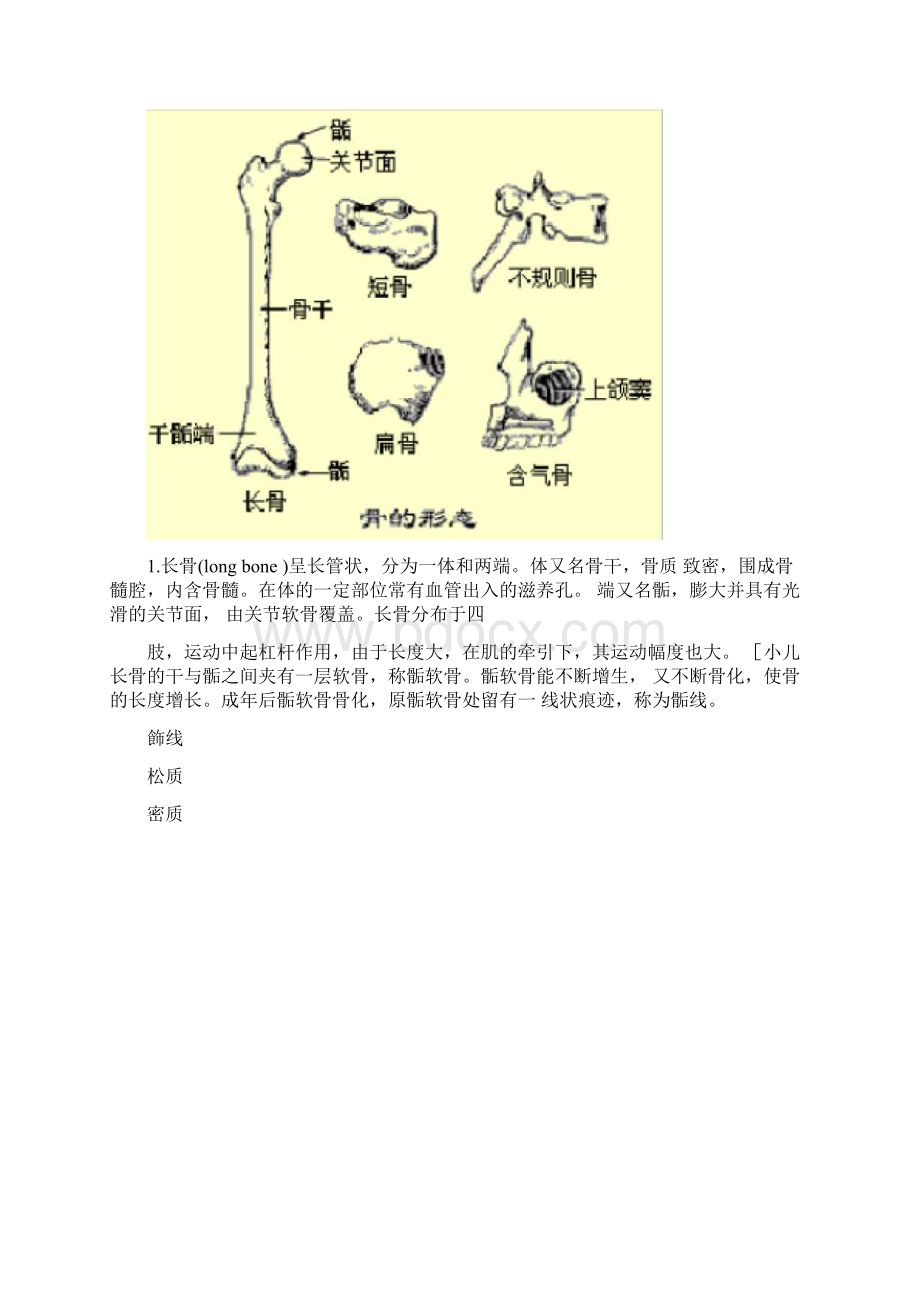 人体解剖学运动系统.docx_第3页