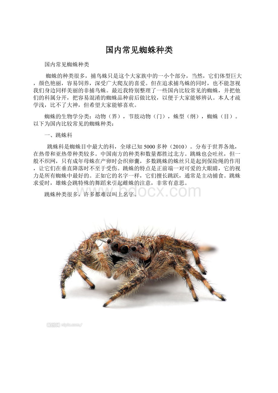 国内常见蜘蛛种类Word格式.docx