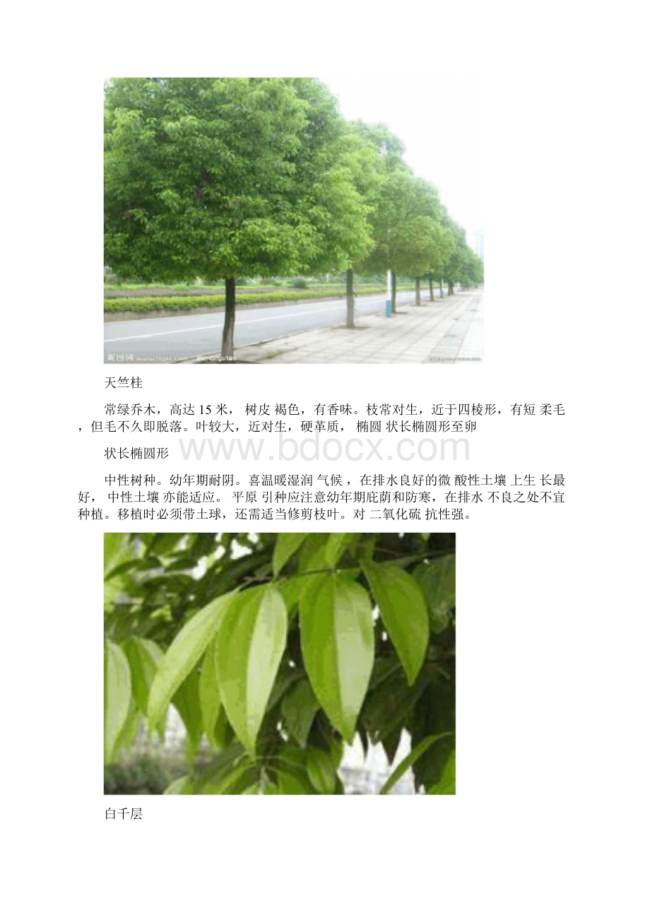 南方常用园林植物Word文件下载.docx_第2页