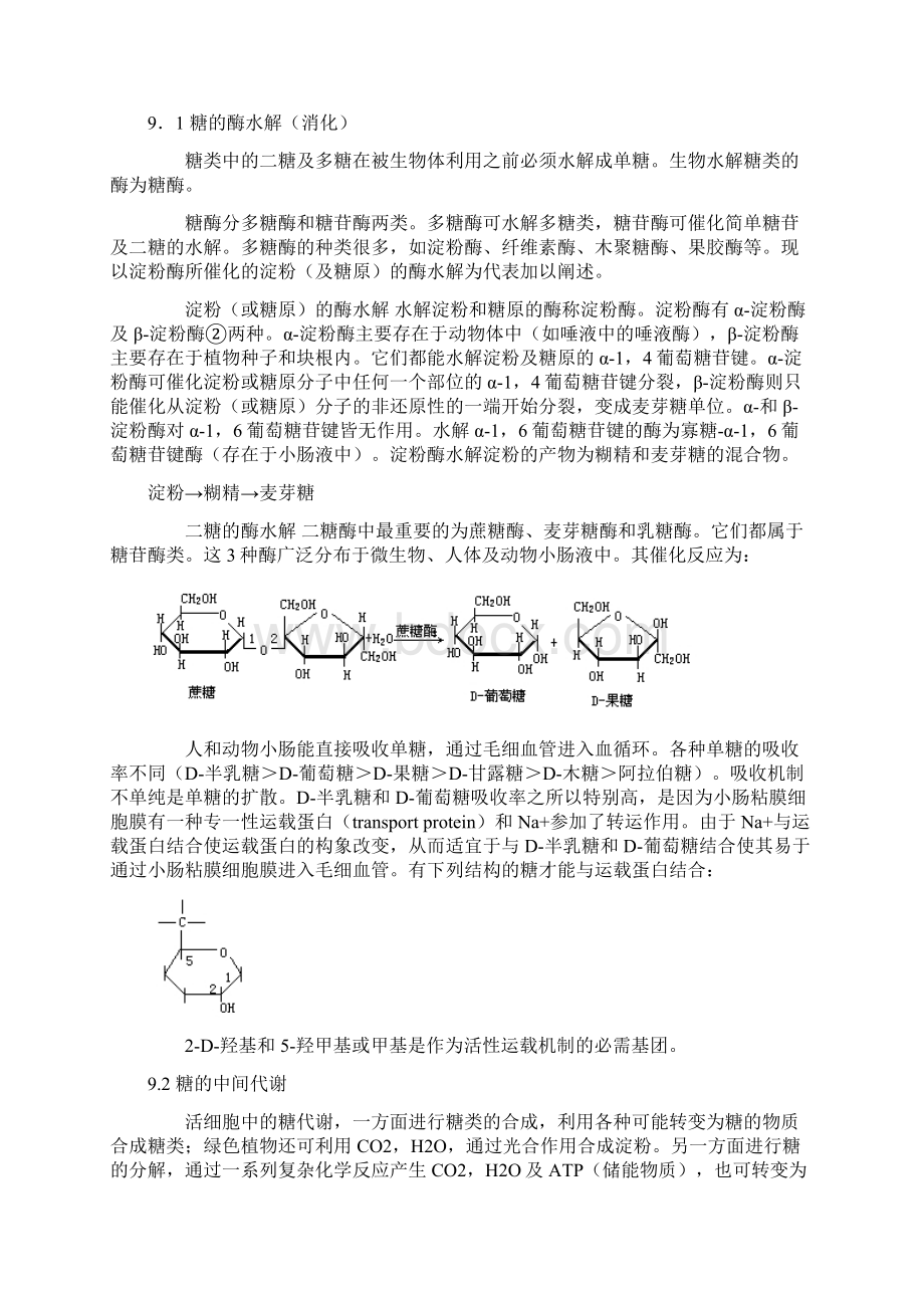 代谢与生物能.docx_第3页