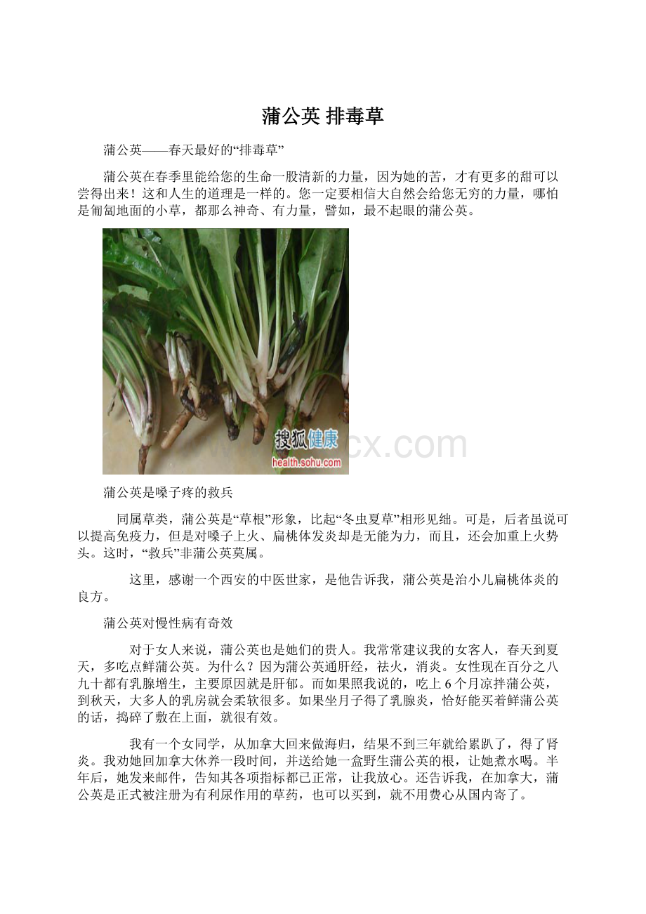 蒲公英 排毒草Word格式文档下载.docx