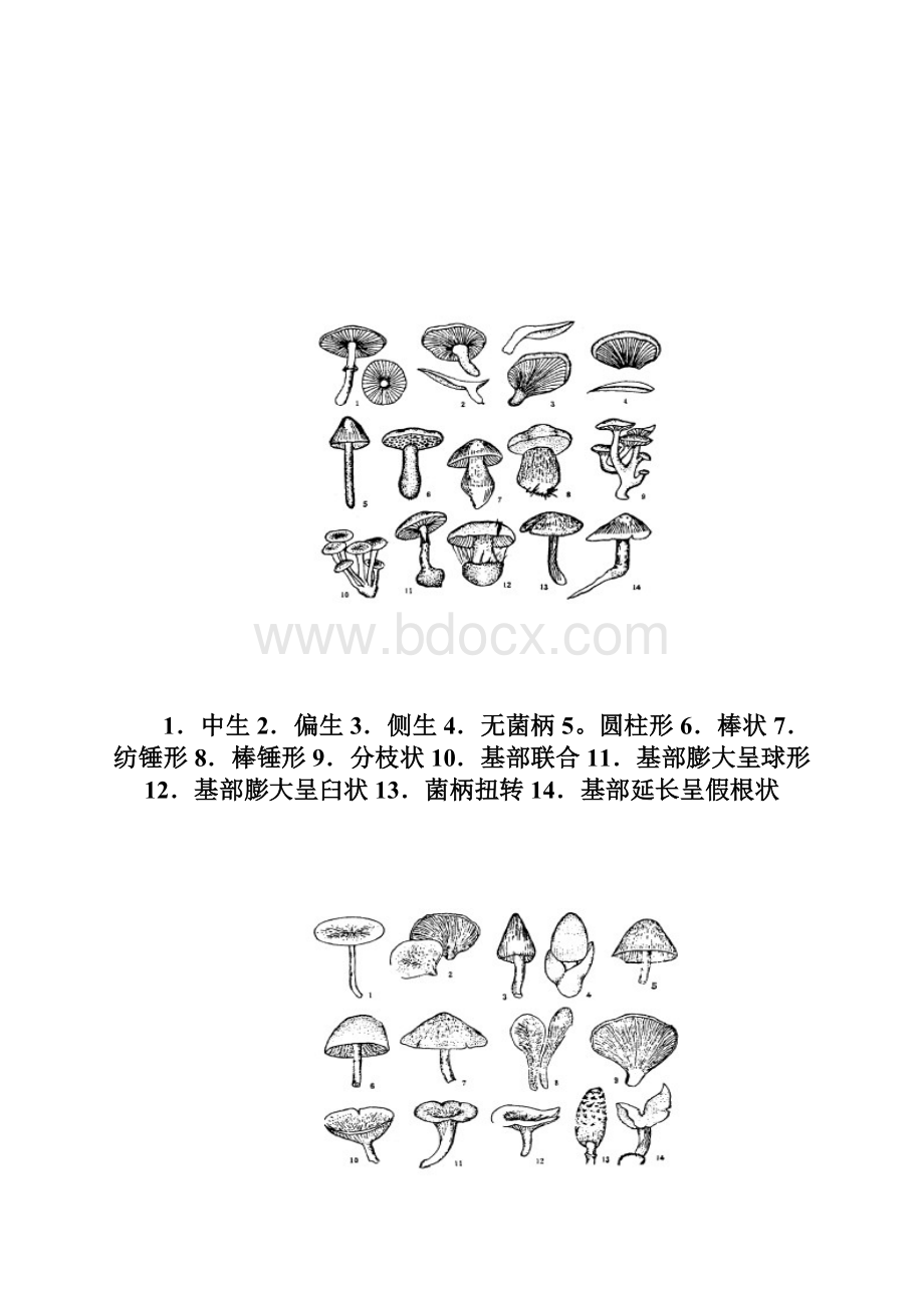 食用菌栽培学实验指导大纲上实验课用.docx_第3页