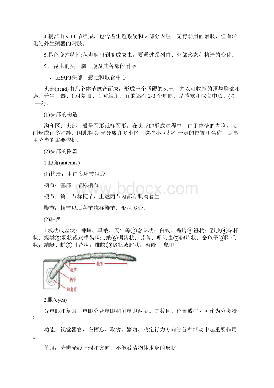 森林昆虫学复习材料docxWord文档下载推荐.docx_第2页