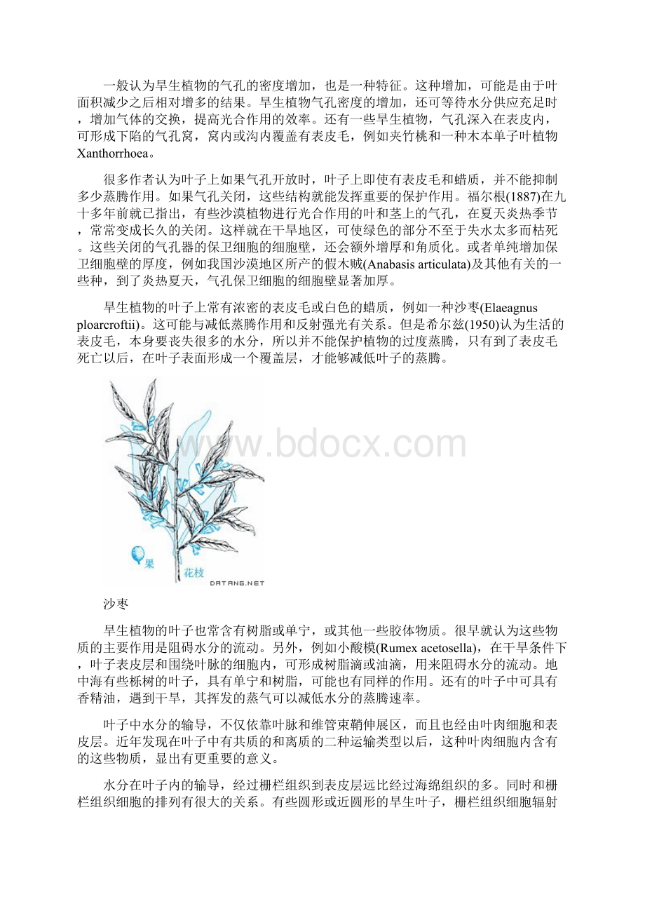 植物的形态结构与环境的关系.docx_第2页