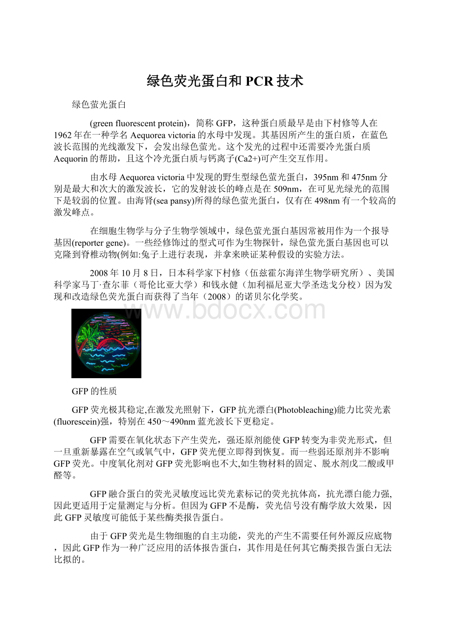 绿色荧光蛋白和PCR技术文档格式.docx