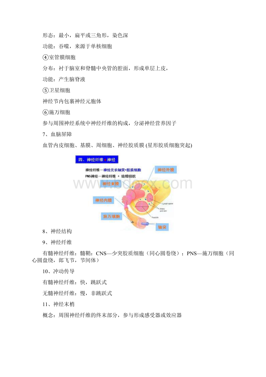 组织胚胎学重点总结.docx_第3页