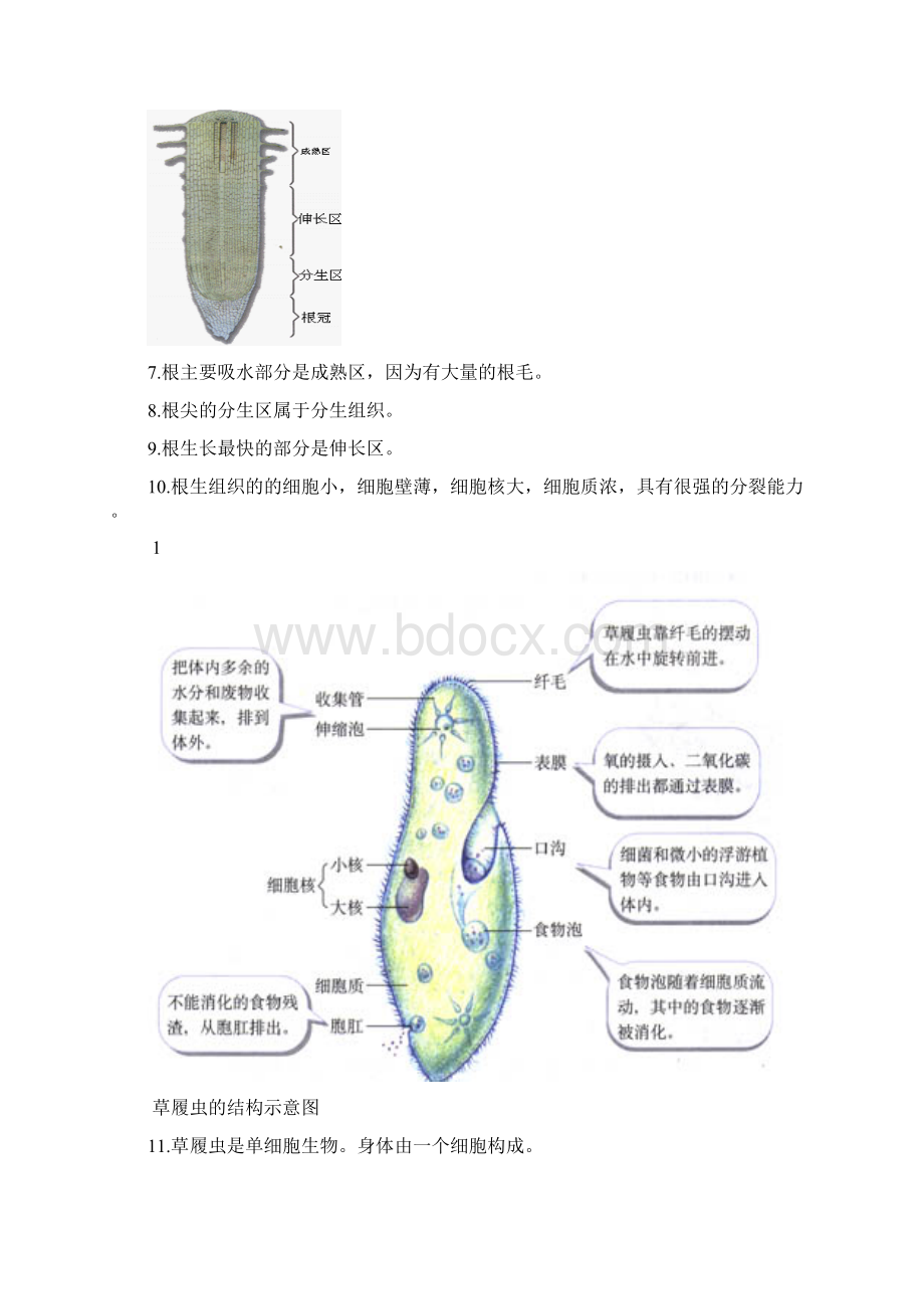 生地会考复习资料初中生物图集人教版.docx_第2页