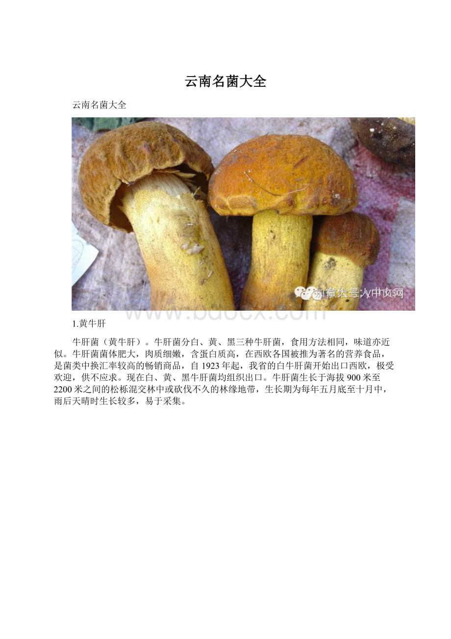 云南名菌大全Word格式文档下载.docx