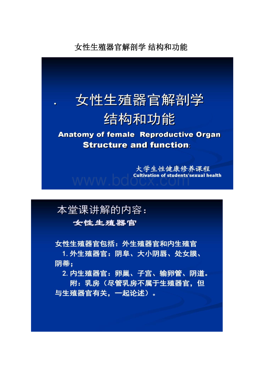 女性生殖器官解剖学 结构和功能Word格式文档下载.docx_第1页