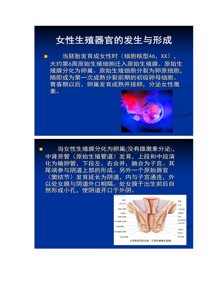 女性生殖器官解剖学 结构和功能.docx_第2页