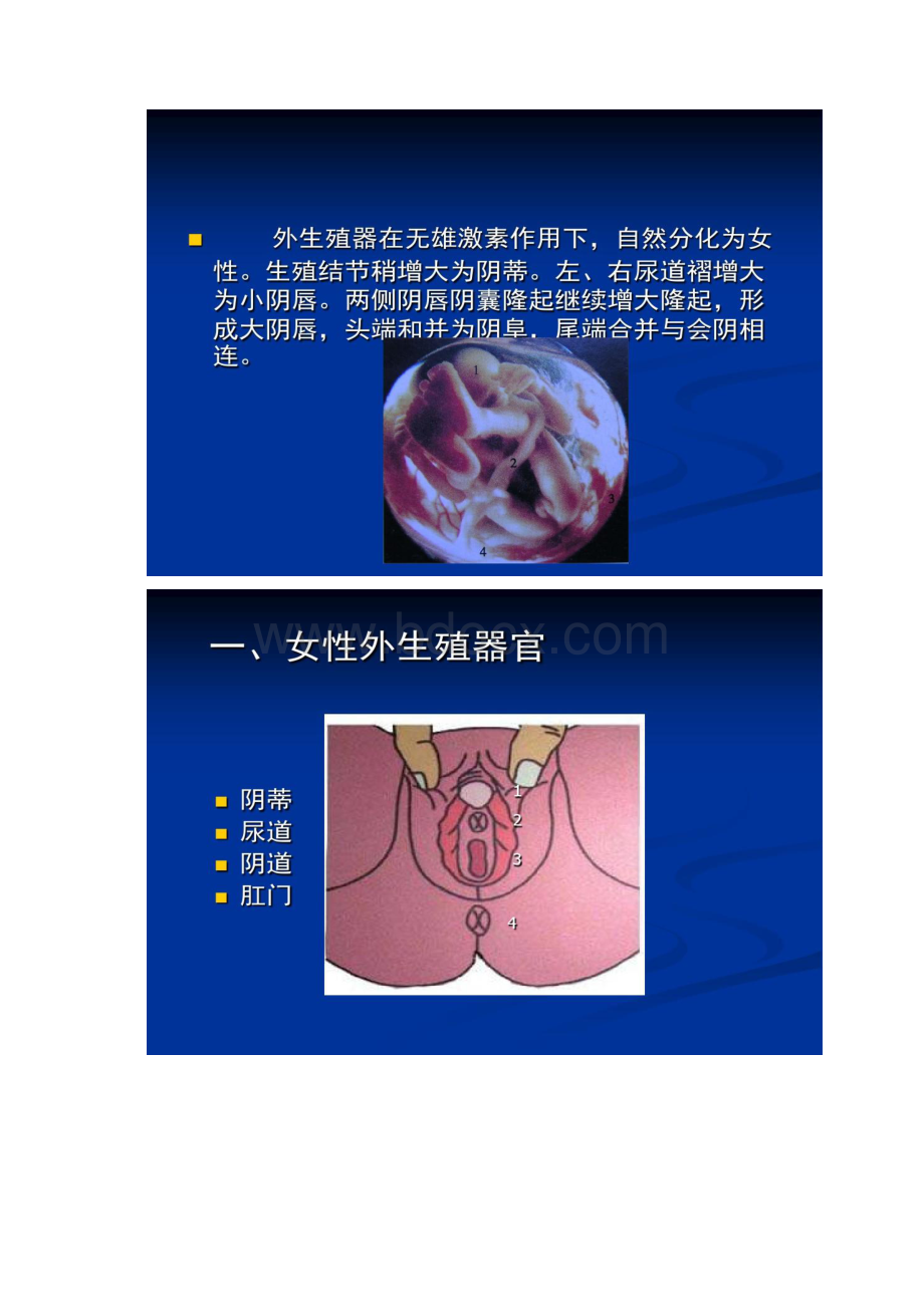 女性生殖器官解剖学 结构和功能.docx_第3页