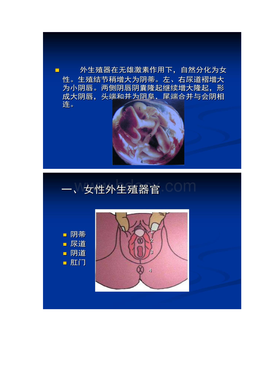 女性生殖器官解剖学 结构和功能Word格式文档下载.docx_第3页