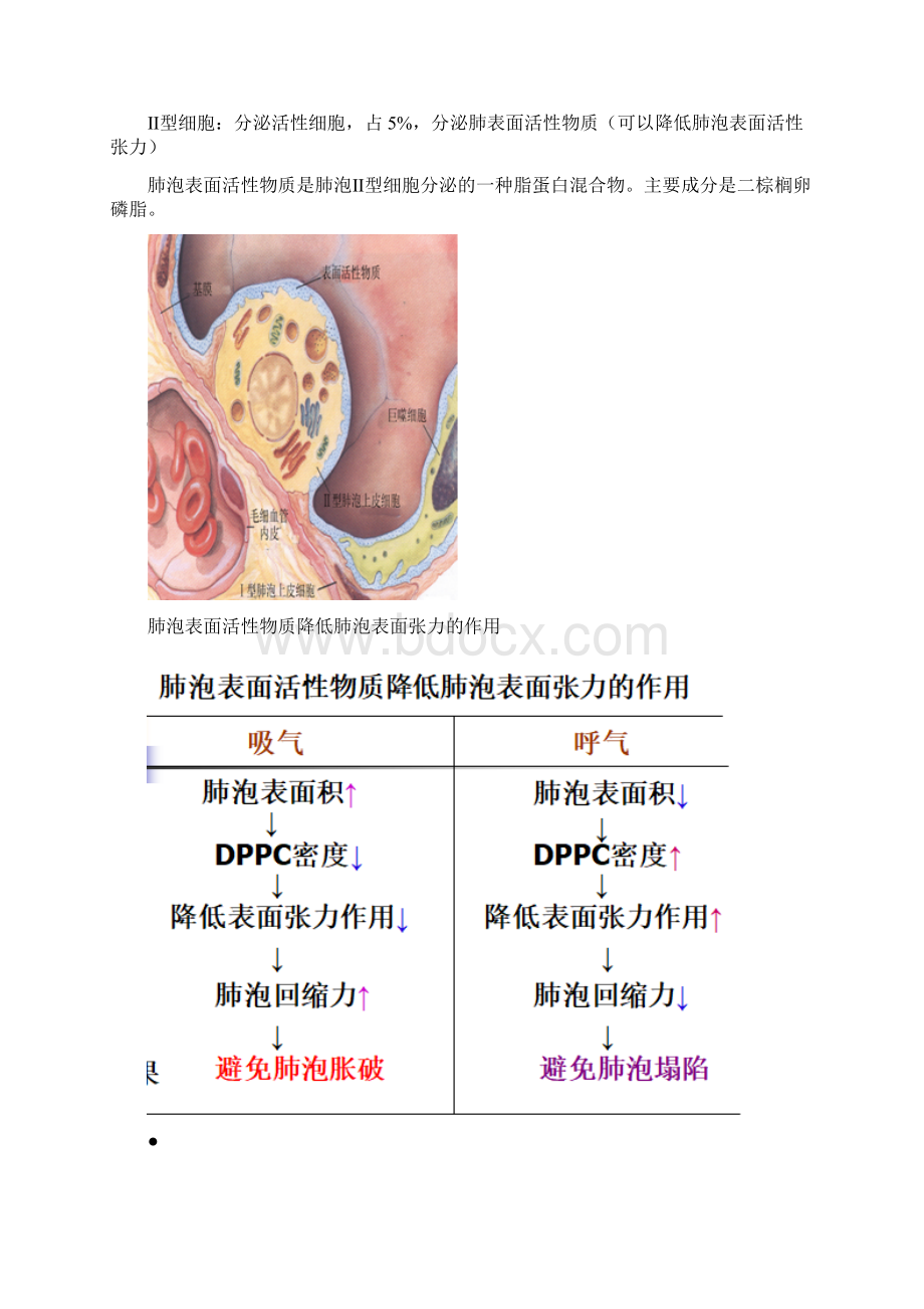 最新精华整理呼吸生理学学习笔记.docx_第2页