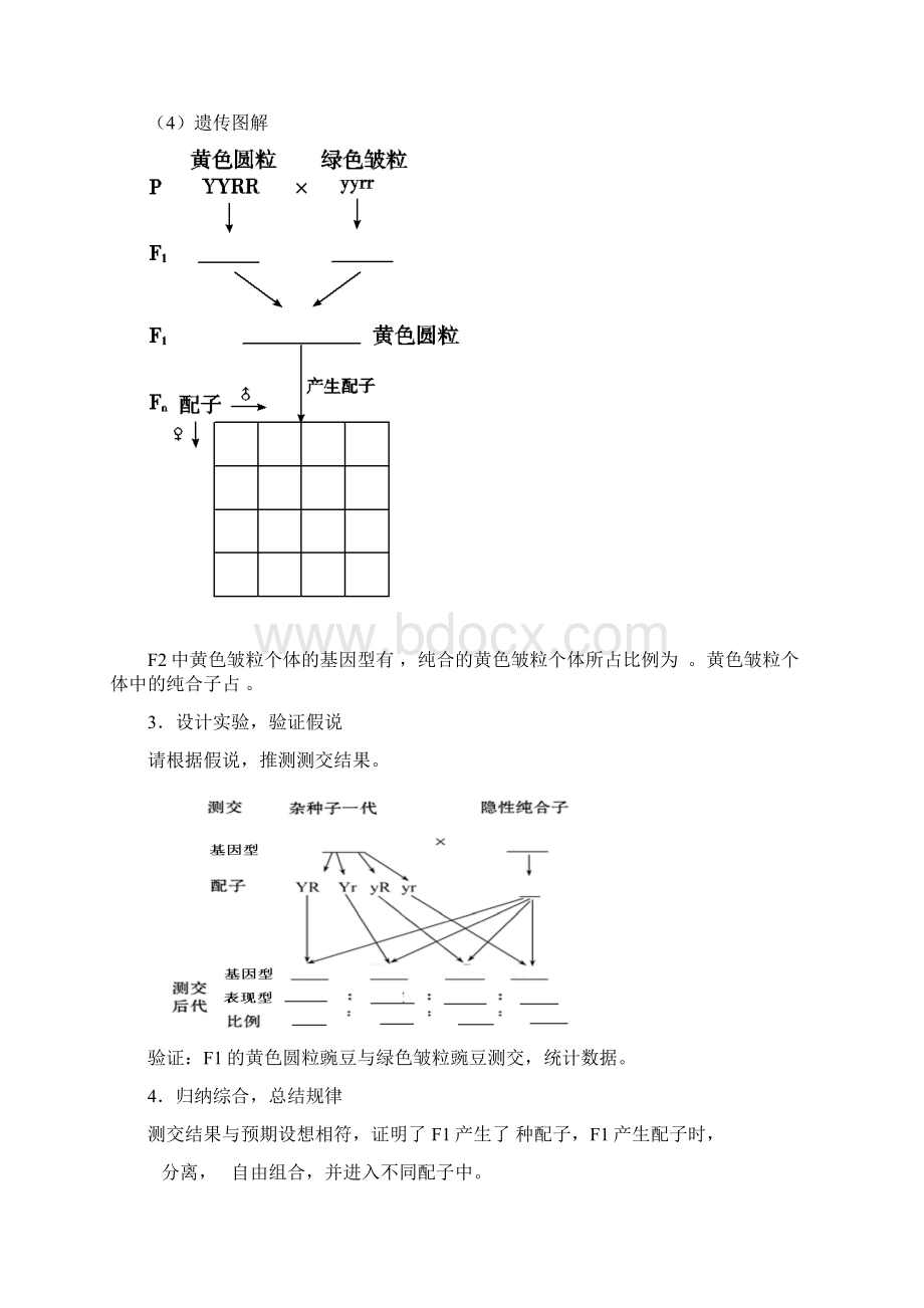 导与练福建省长泰县第二中学高考生物总复习 第16讲 豌豆杂交实验二学案 新人教版必修2模板Word文件下载.docx_第2页