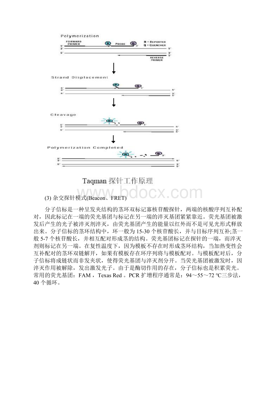 三种荧光定量PCR检测方法比较.docx_第3页