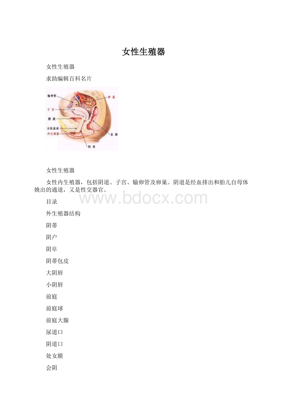 女性生殖器文档格式.docx