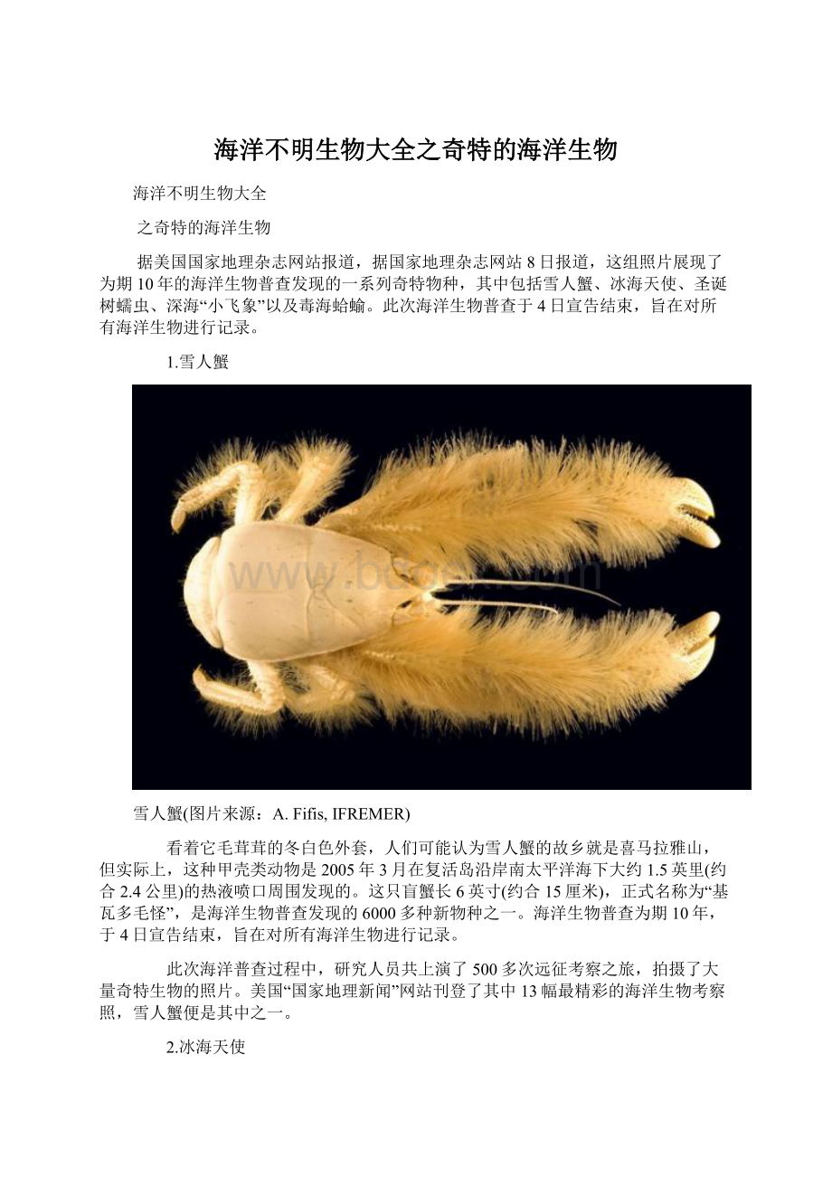 海洋不明生物大全之奇特的海洋生物Word格式.docx