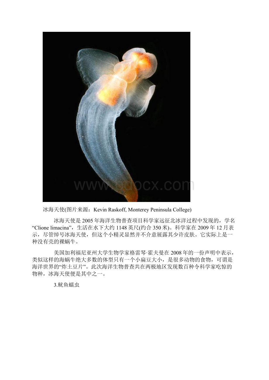 海洋不明生物大全之奇特的海洋生物.docx_第2页