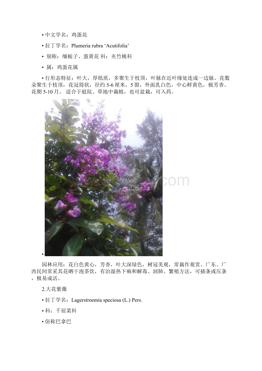 精选海南大学校内20种开花植物文档格式.docx_第2页