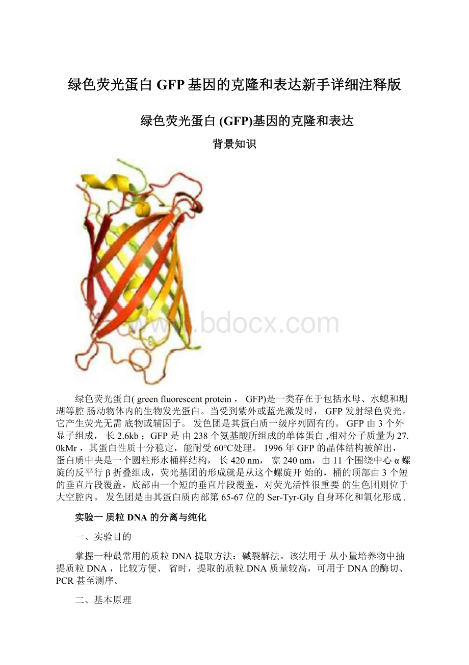 绿色荧光蛋白GFP基因的克隆和表达新手详细注释版.docx_第1页