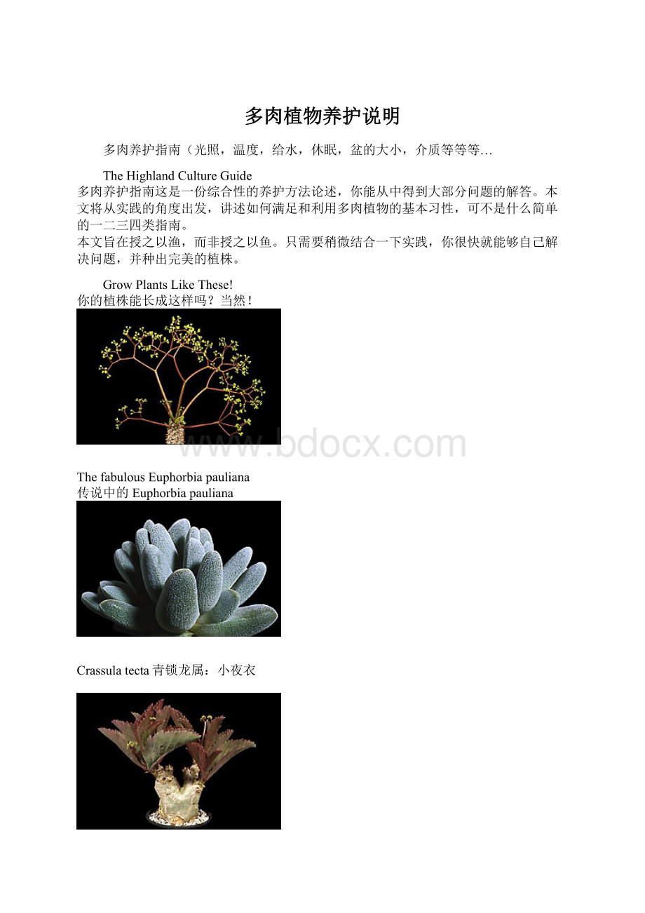 多肉植物养护说明Word文档下载推荐.docx