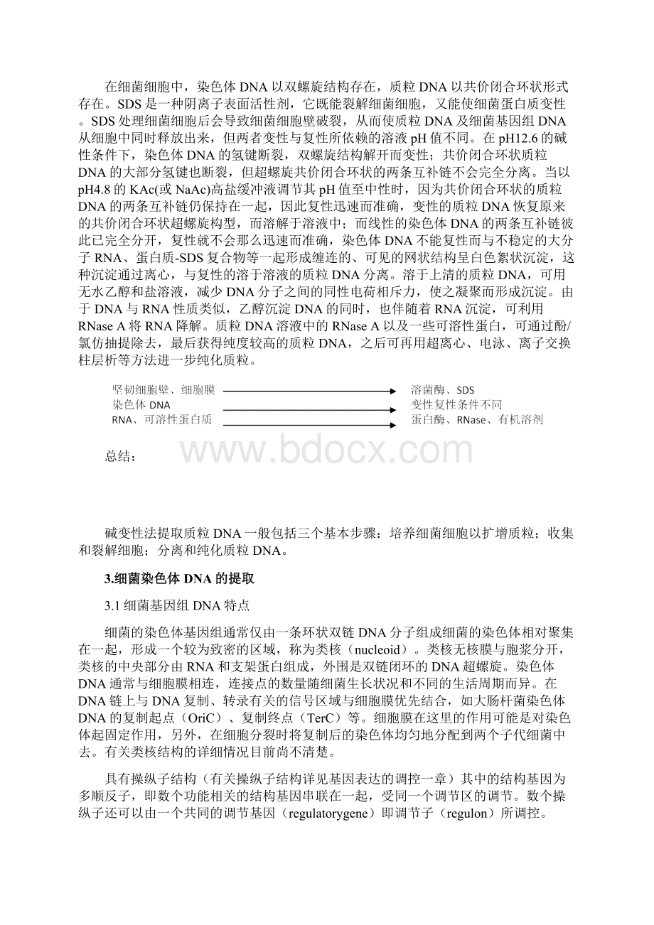 核酸的提取纯化和电泳检测实验报告.docx_第3页