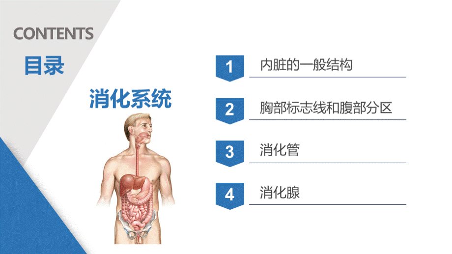 消化系统-人体解剖学-消化管-消化腺.pptx_第2页