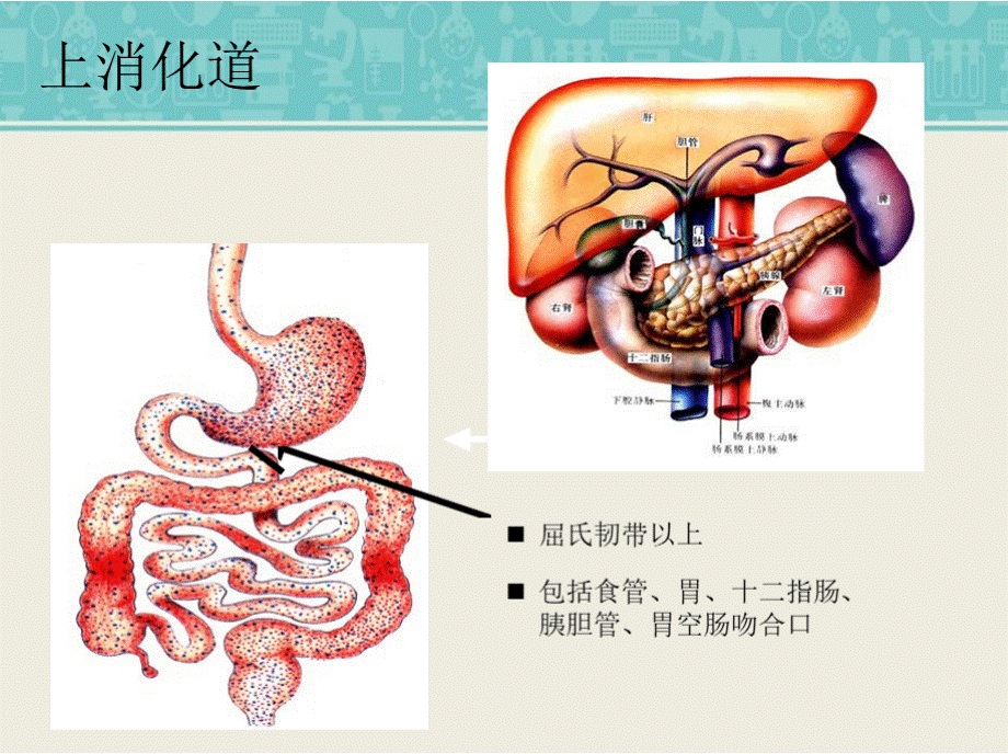 消化道出血PPT课件（精品医学课件）.pptx_第3页