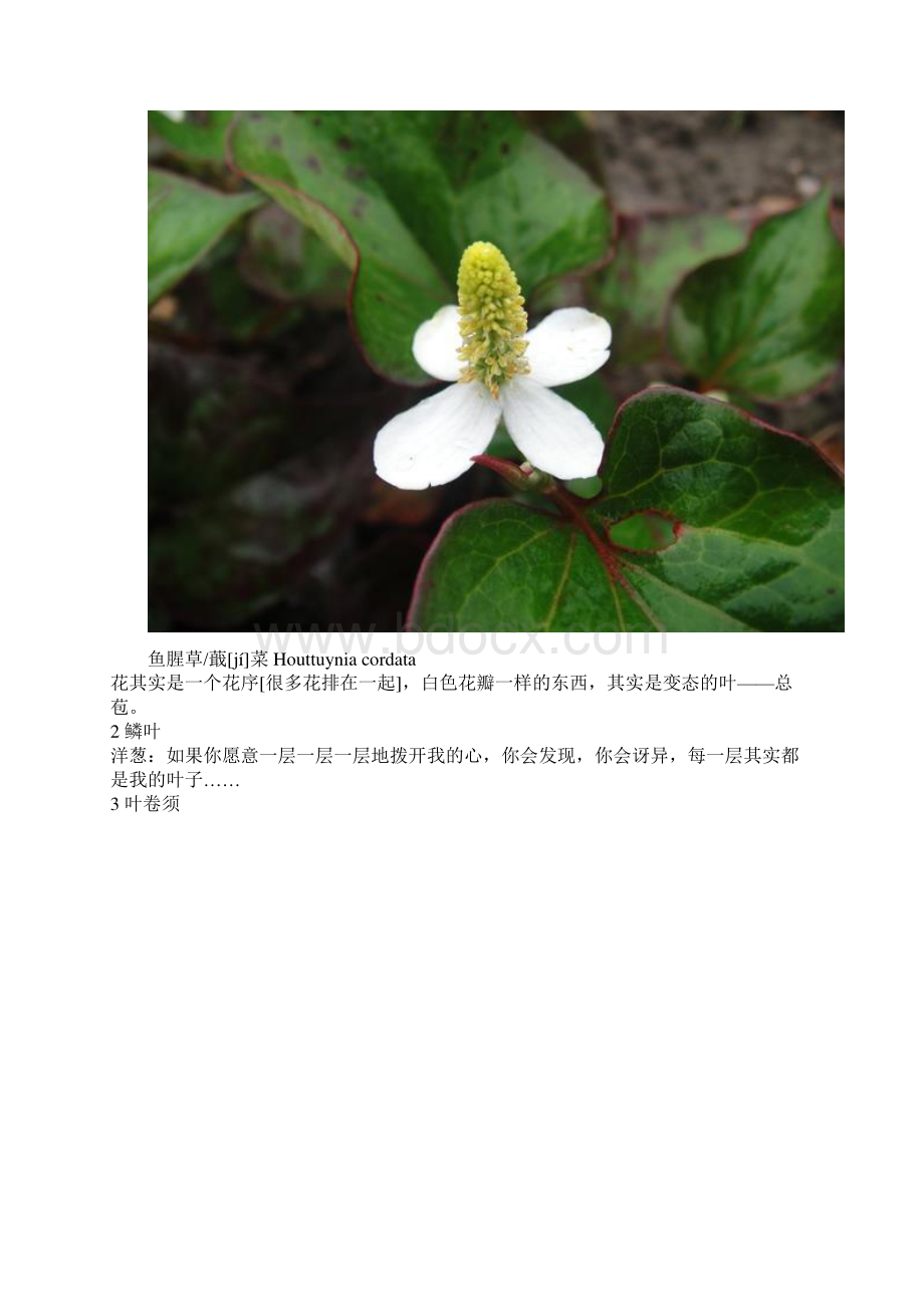 植物叶的形状与什么有关.docx_第3页