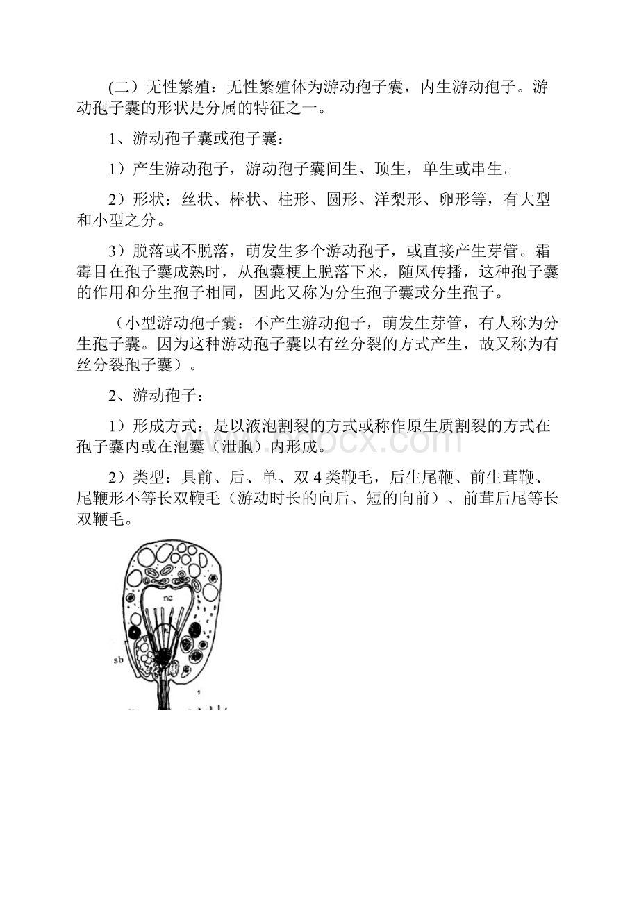 真菌分类.docx_第2页