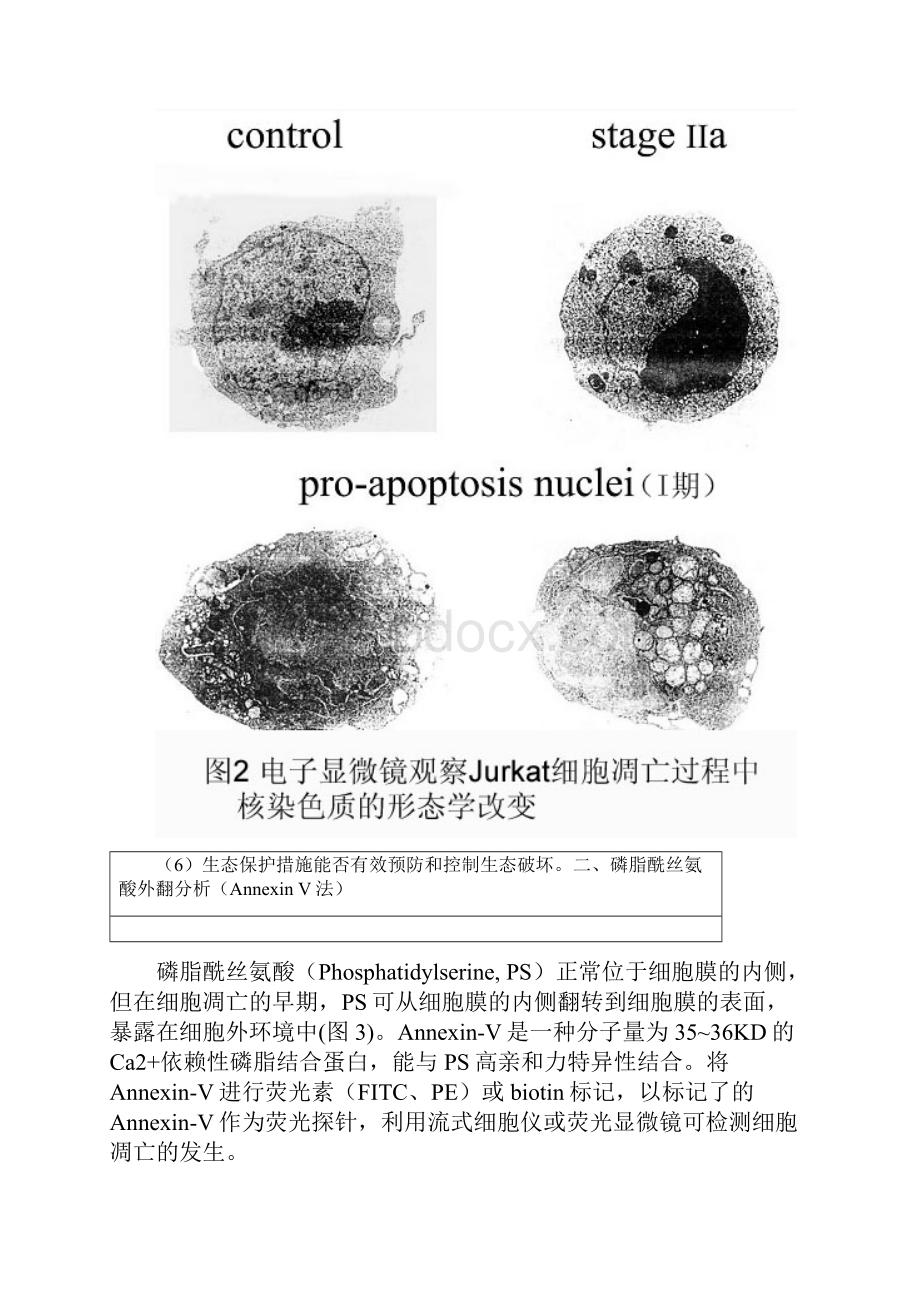 整理细胞凋亡的检测含图片陈英玉Word文档下载推荐.docx_第3页