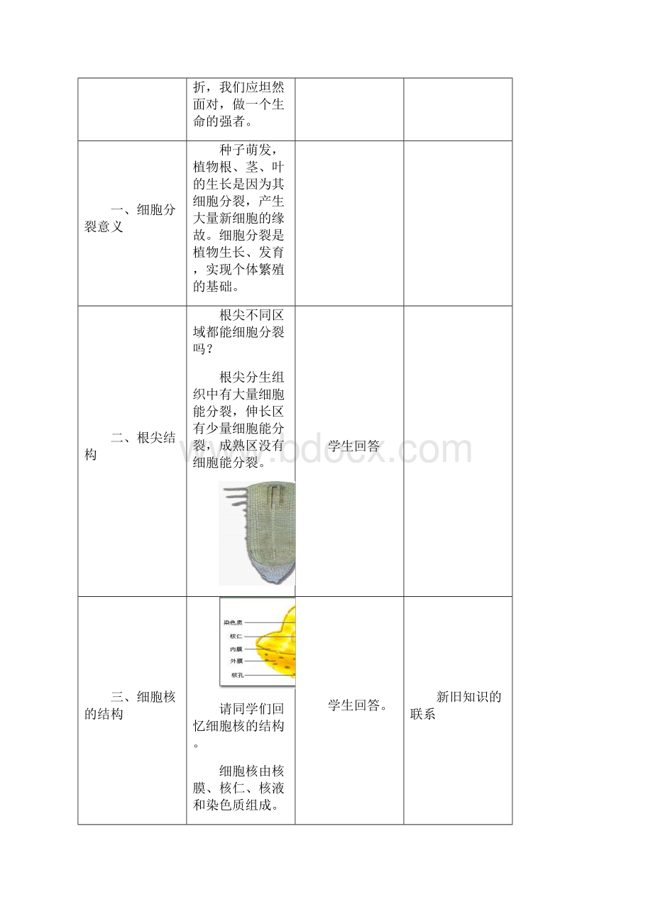 有丝分裂教案Word文件下载.docx_第3页