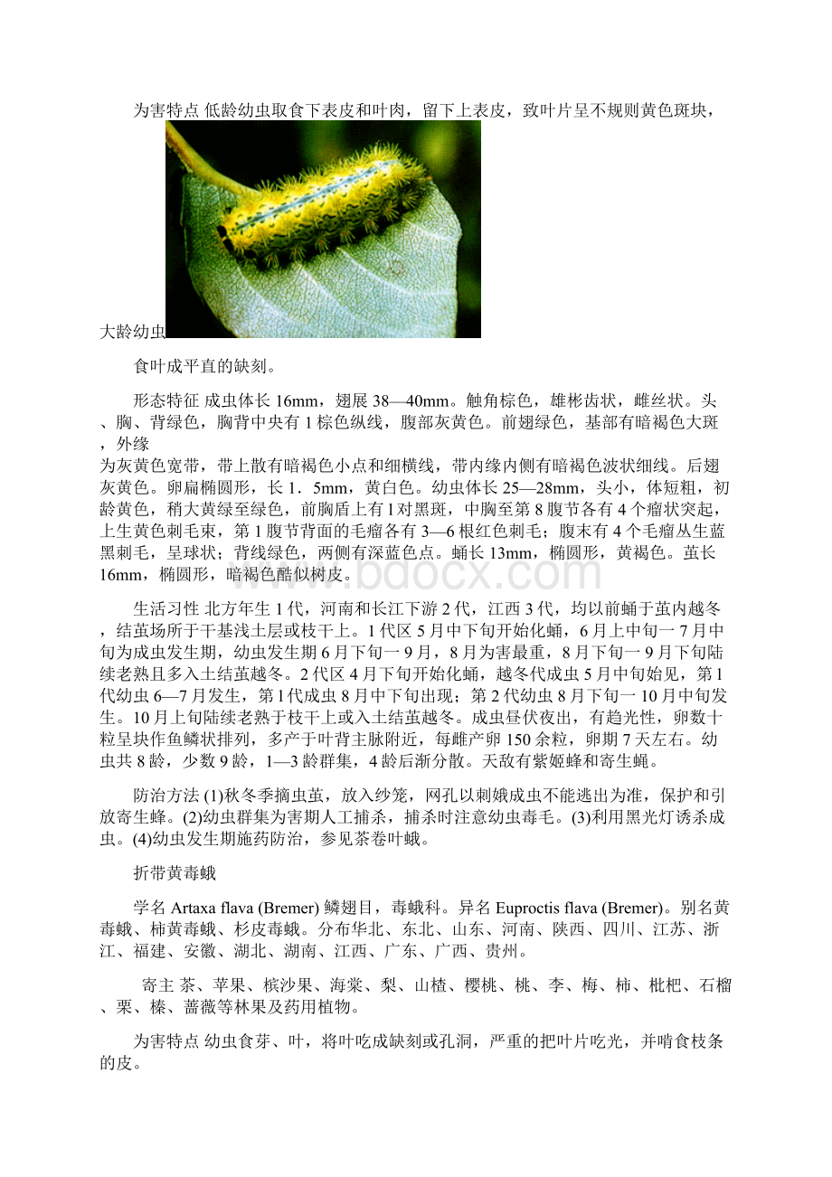 果蔬害虫的识别与防治.docx_第3页