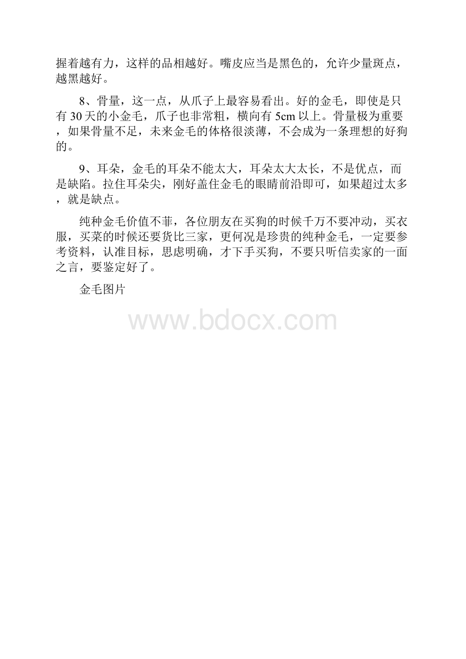 纯种金毛有什么特征Word文档格式.docx_第2页