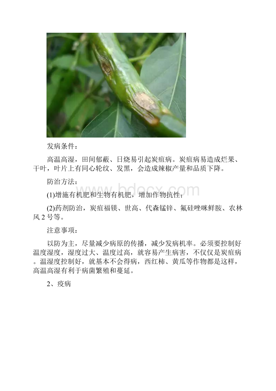 辣椒种植技术大全.docx_第3页